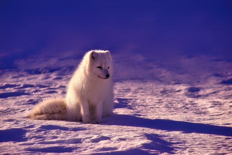 fox, arctic, animal-1758183.jpg